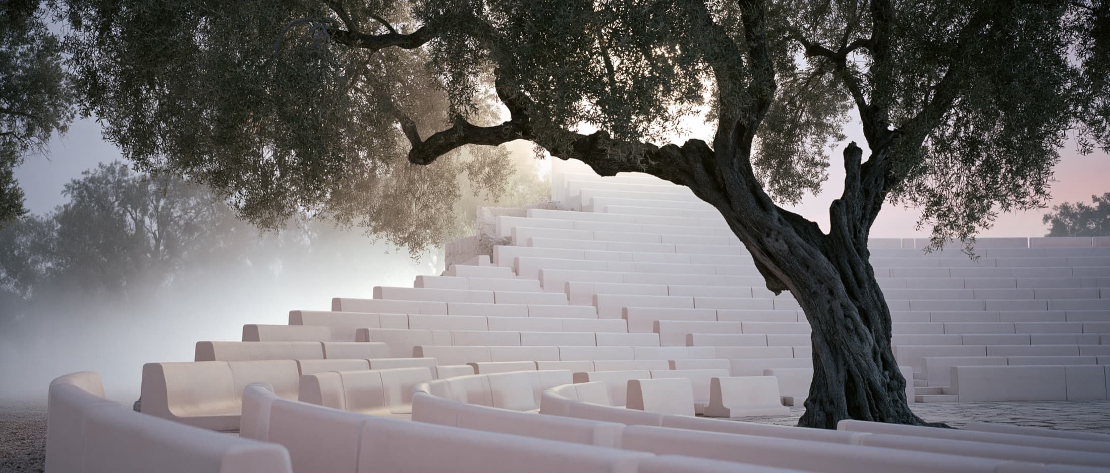 Rows of identical stone benches curving through morning fog under an olive tree.